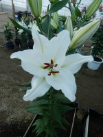 [3500 PO20 Sisto No102.JPG]